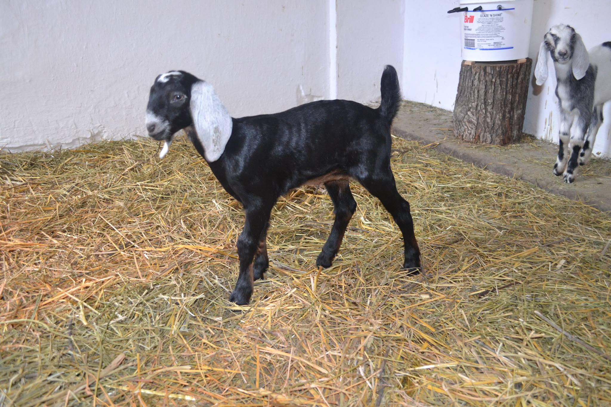 Anglo-Nubian goat from USA